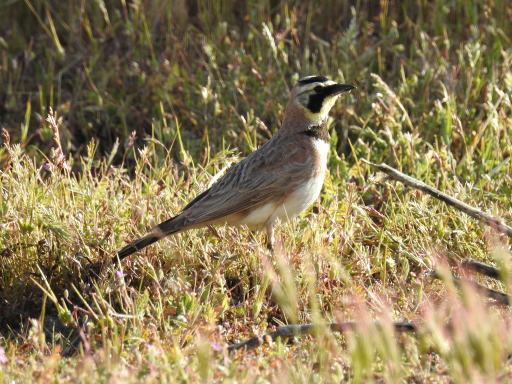 Eremophila alpestris actia (California Horned Lark), California species
