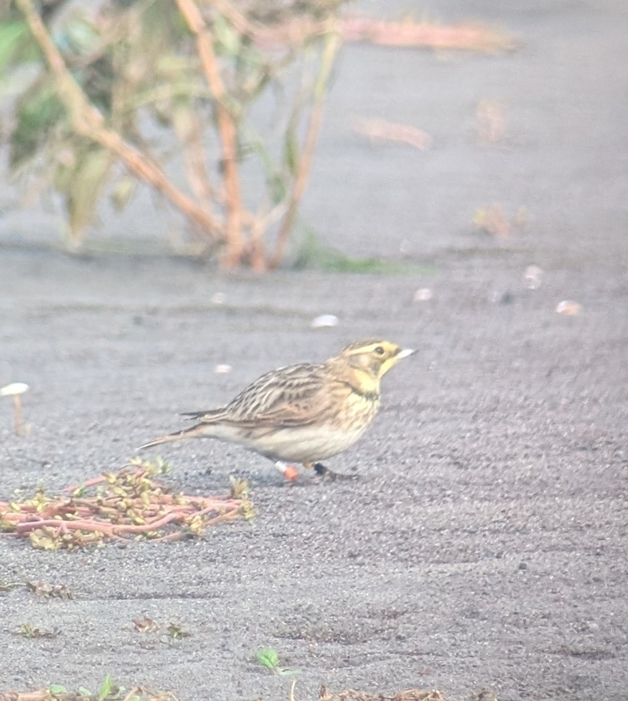 Eremophila alpestris strigata (Streaked Horned lark), California species