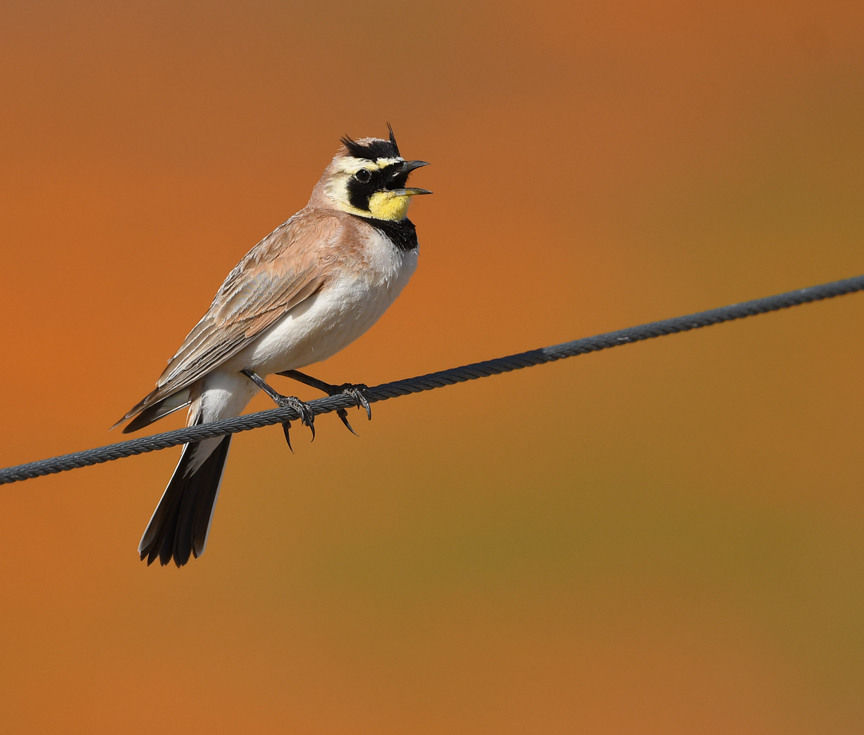 Eremophila alpestris (Horned Lark), California species