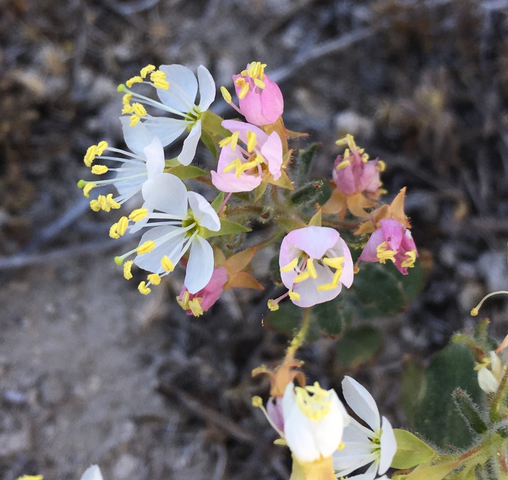 Eremothera boothii subsp. alyssoides (Pine creek evening-primrose), native California herb