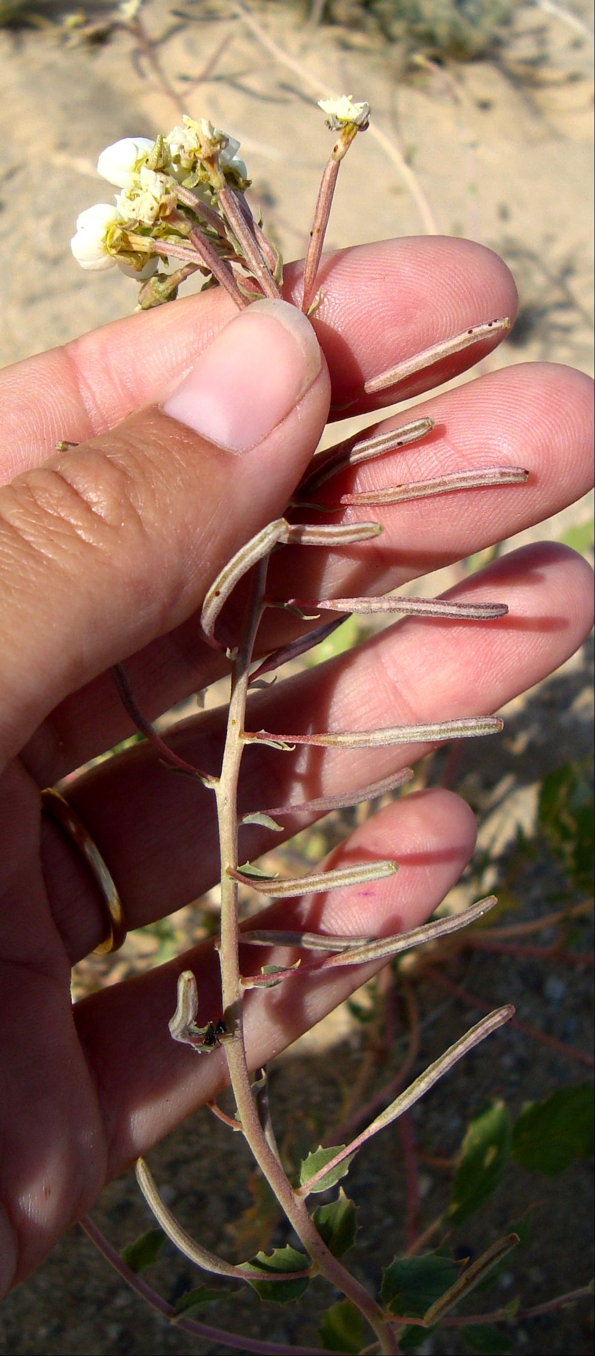 Eremothera boothii (Booth's sun cup), native California herb