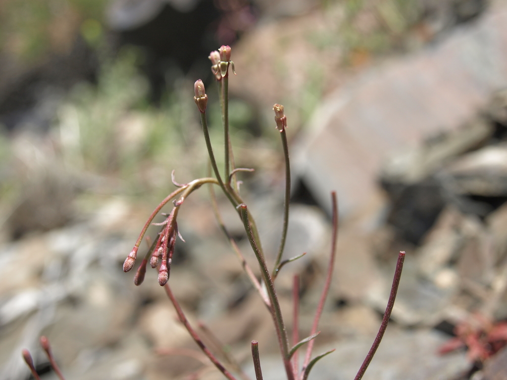 Eremothera chamaenerioides (Long fruit suncup), native California herb