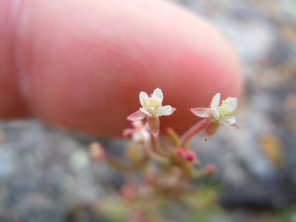 Eremothera minor (Nelson's evening-primrose), native California herb