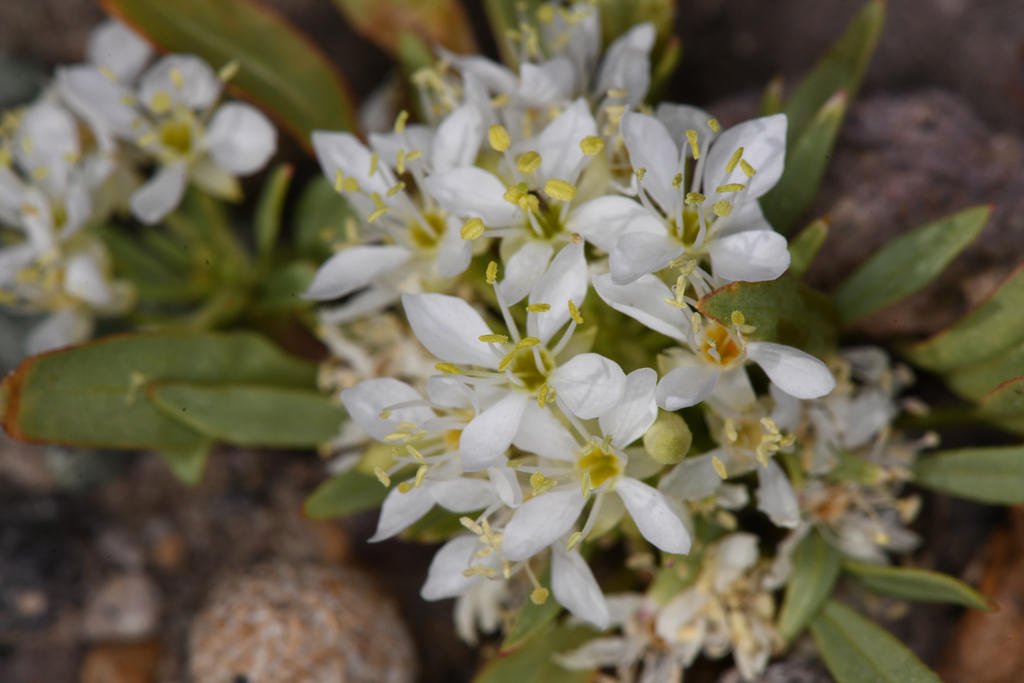 Eremothera nevadensis, native California herb