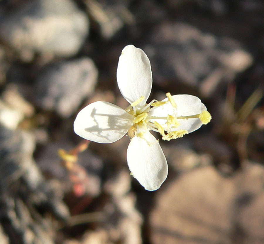Eremothera refracta (Narrow leaved primrose), native California herb