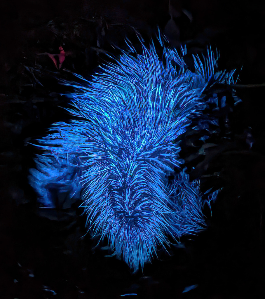 Erethizon dorsatum (North American Porcupine), California species