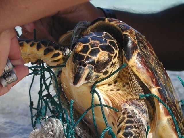 Eretmochelys imbricata (Hawksbill Sea Turtle), California species