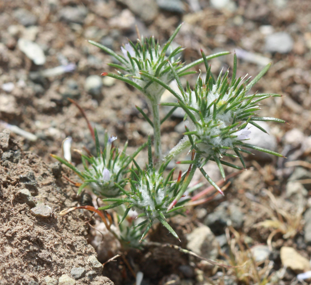 Eriastrum abramsii (Abrams' woolly-star), native California herb