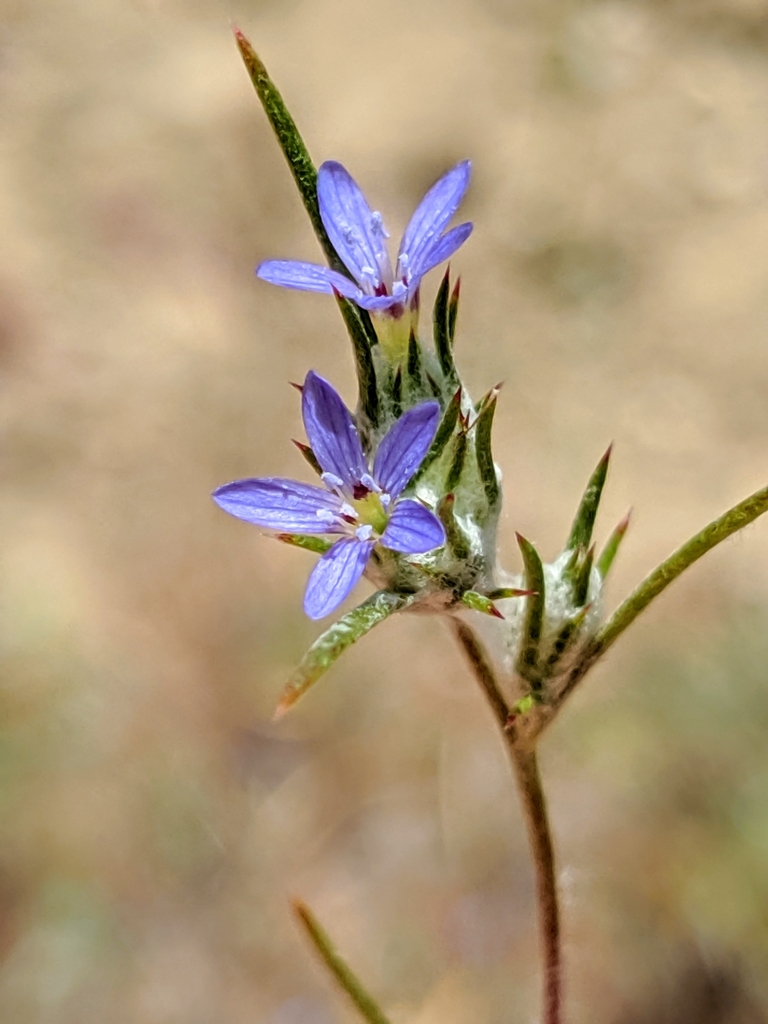 Eriastrum calocyanum (Pretty blue woolly-star), native California annual