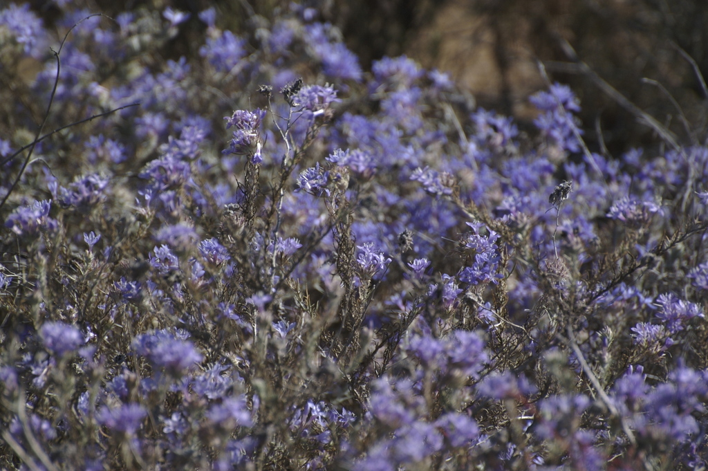 Eriastrum densifolium subsp. elongatum (Elongate woolly-star), native California perennial