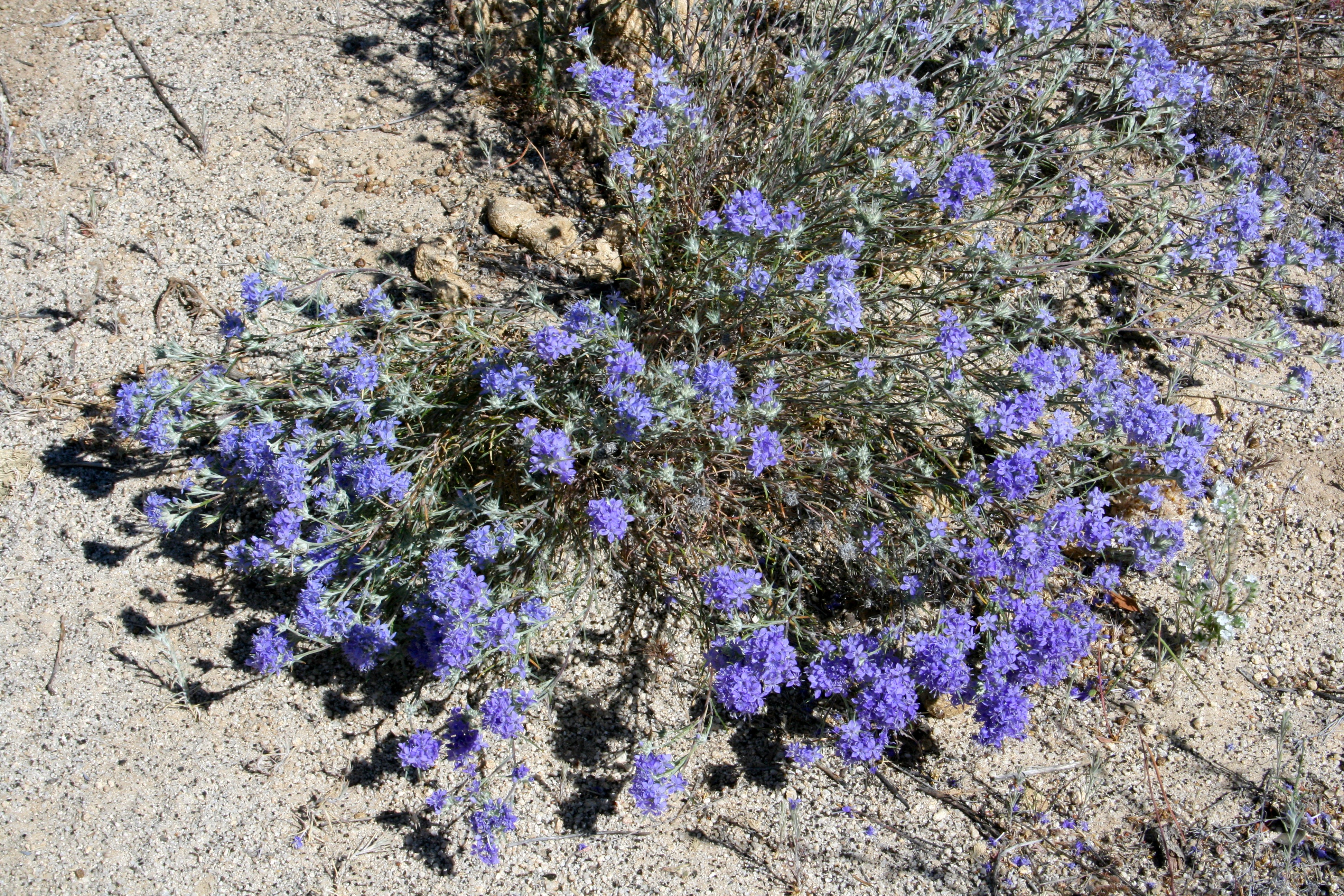 Eriastrum densifolium (Perennial woolly-star), native California subshrub