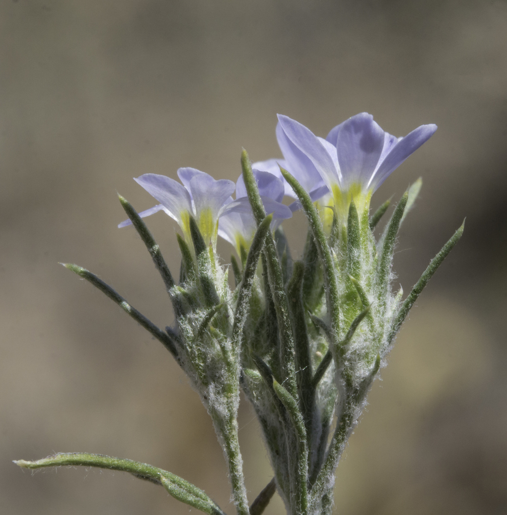 Eriastrum diffusum subsp. diffusum (Spreading woolly-star), native California annual