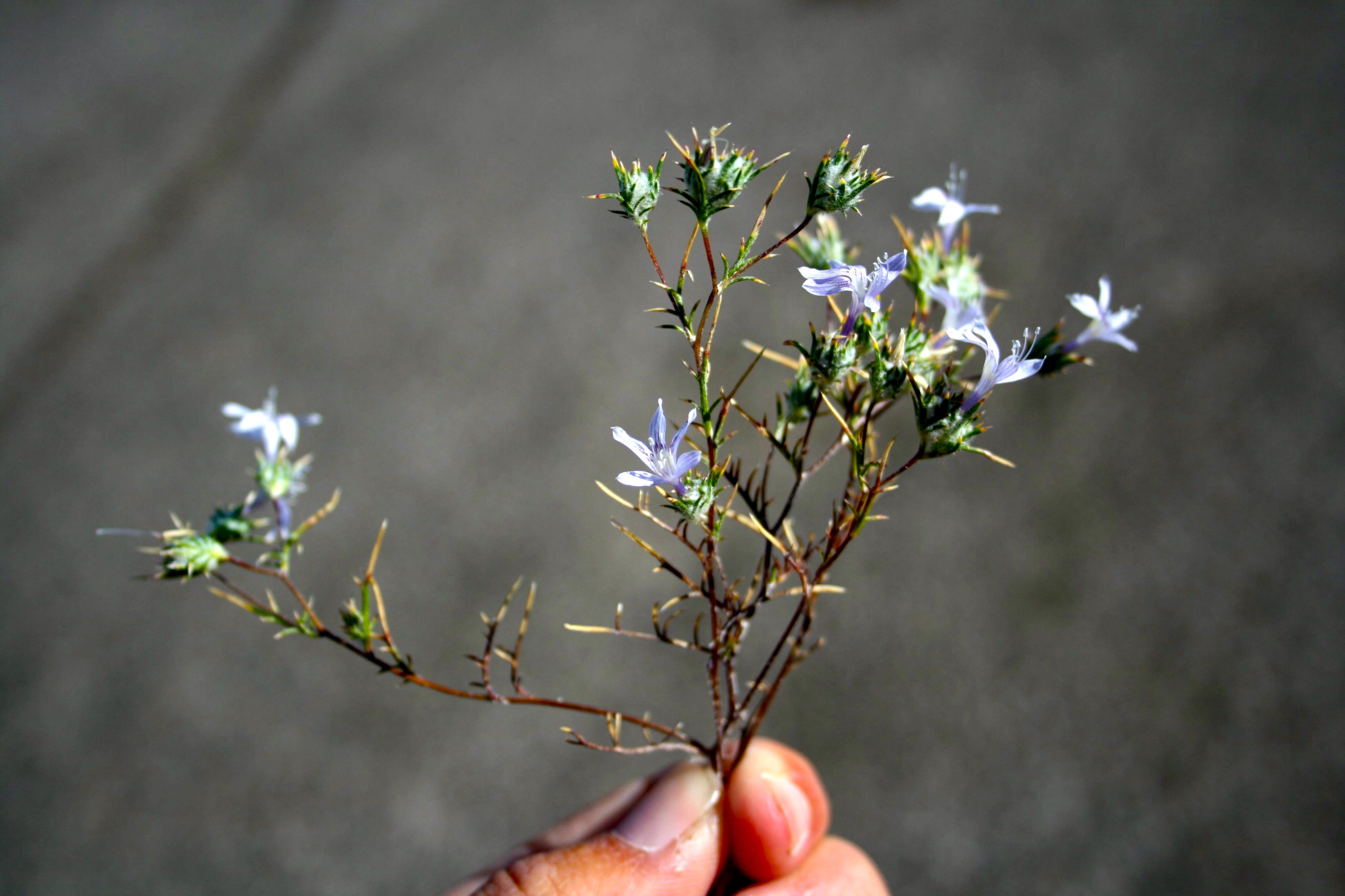 Eriastrum diffusum (Spreading woolly-star), native California herb