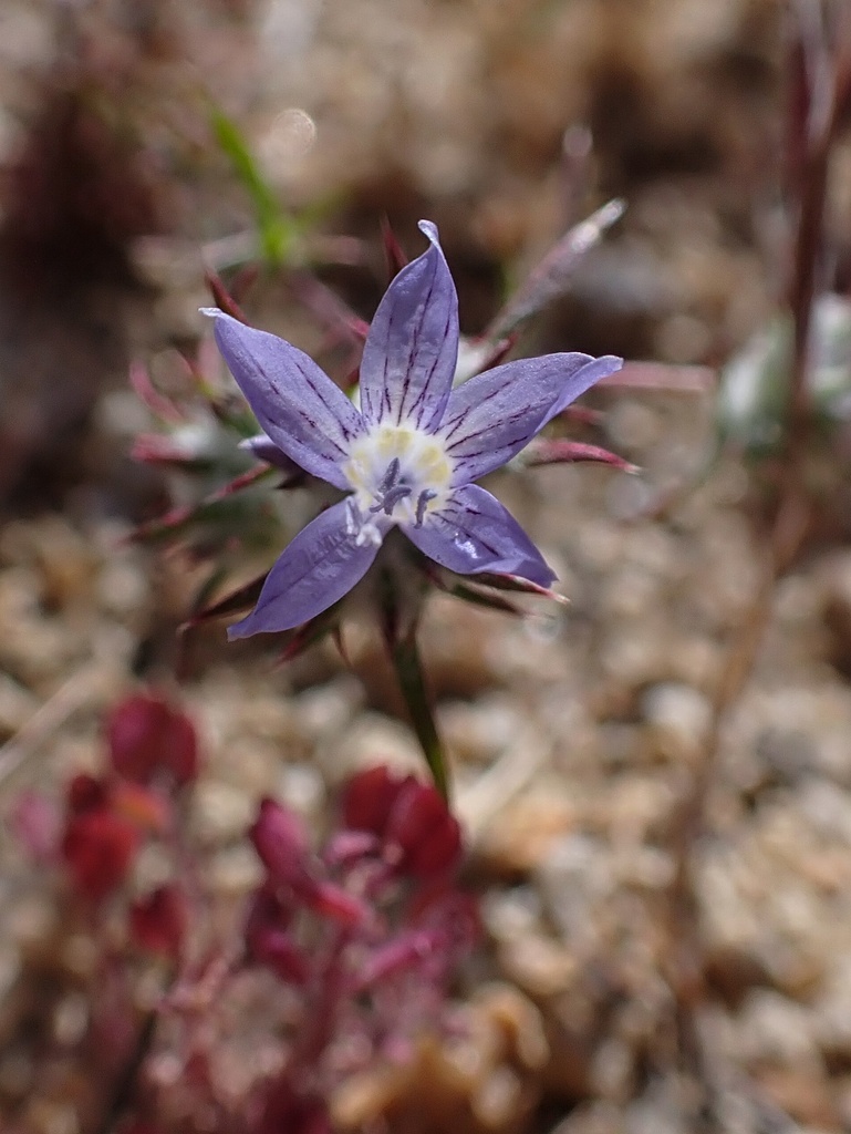Eriastrum eremicum subsp. eremicum (Desert woolly-star), native California herb