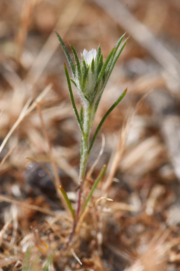 Eriastrum ertterae (Lime ridge woolly-star), native California herb
