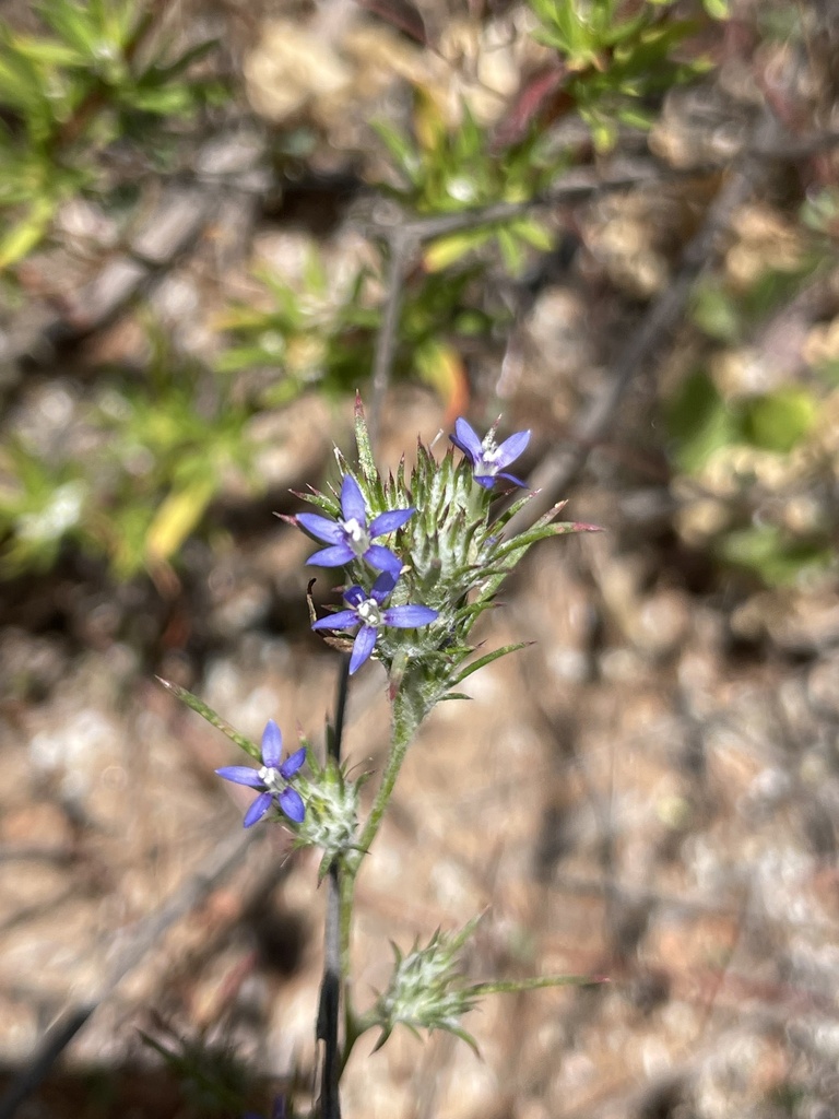Eriastrum filifolium (Thread-leaved woolly-star), native California herb