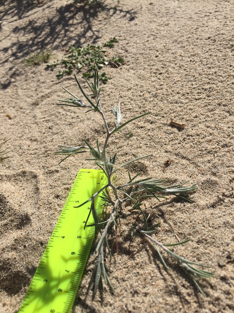 Eriastrum harwoodii (Harwood's woolly-star), native California herb