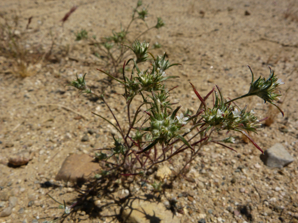 Eriastrum hooveri (Hoover's woolly-star), native California herb