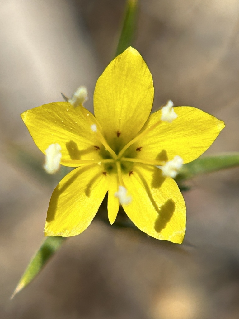 Eriastrum luteum (Yellow woolly-star), native California herb