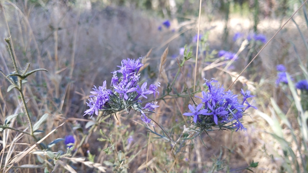 Eriastrum pluriflorum — parent species of Eriastrum pluriflorum subsp. sherman-hoytae