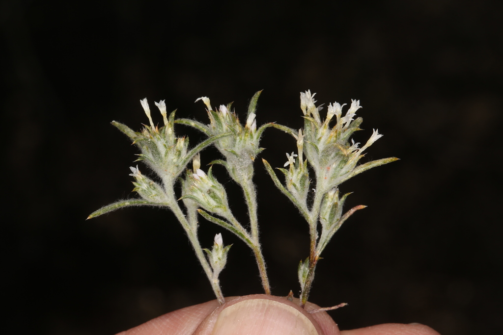 Eriastrum rosamondense (Rosamond woolly-star), native California herb