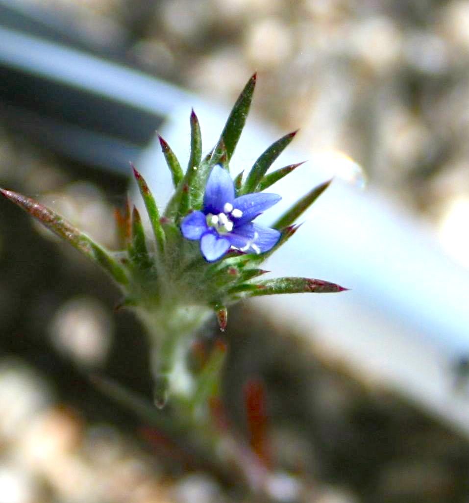 Eriastrum sapphirinum (Sapphire woolly-star), native California herb