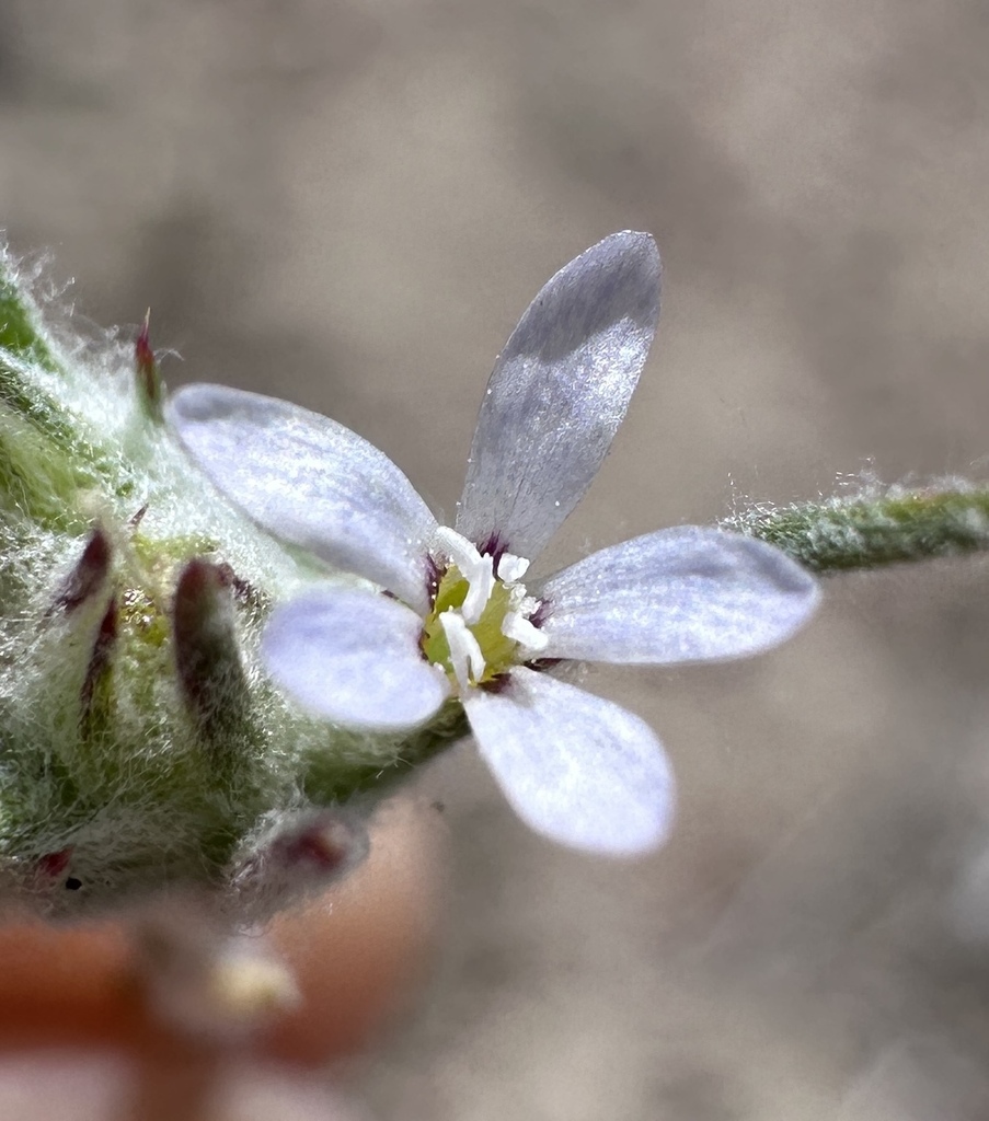 Eriastrum signatum (Spotted woolly-star), native California herb