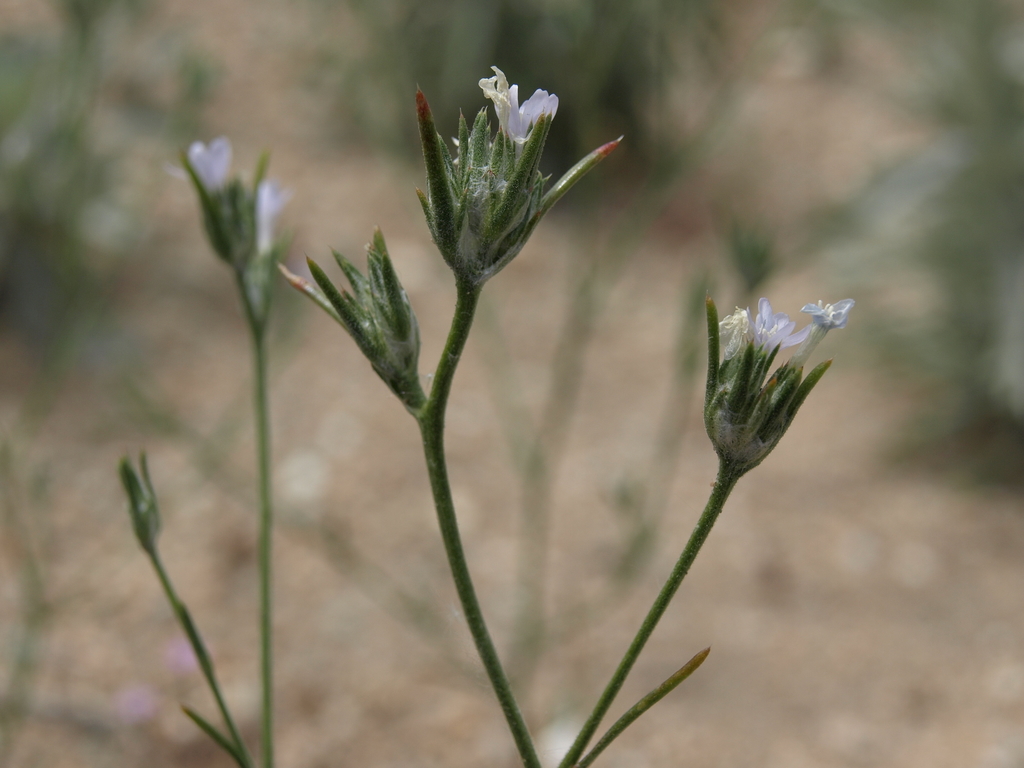 Eriastrum sparsiflorum (Few-flowered woolly-star), native California herb