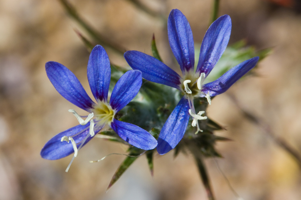 Eriastrum virgatum (Wand woolly-star), native California herb