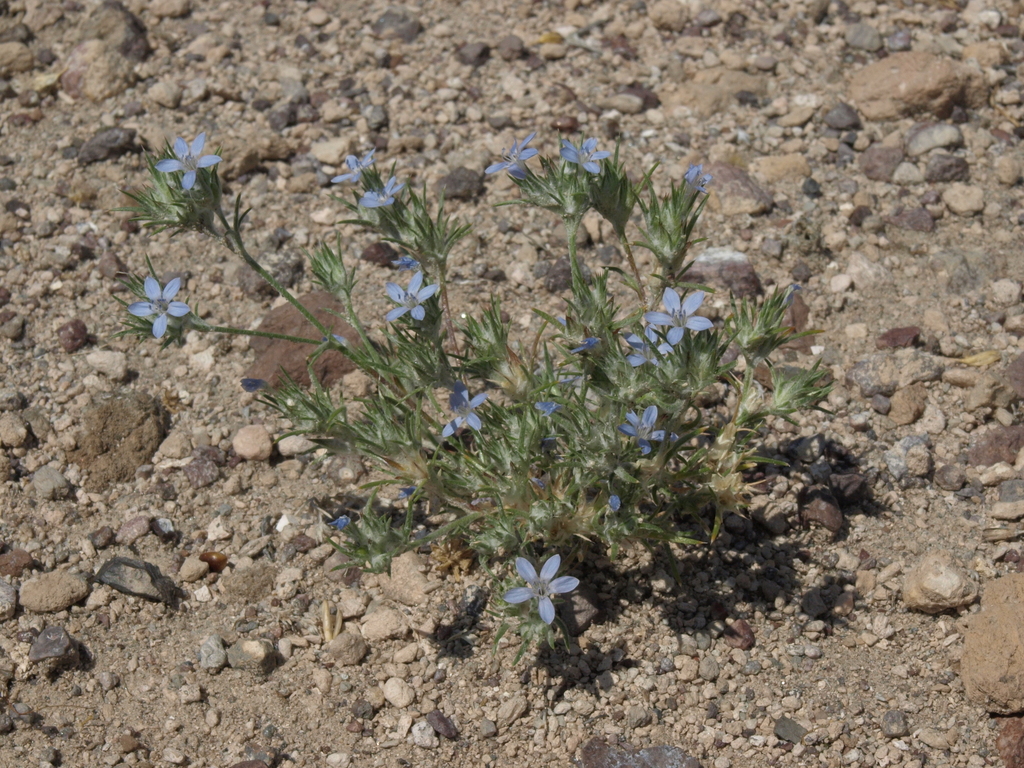Eriastrum wilcoxii (Wilcox's woolly-star), native California herb