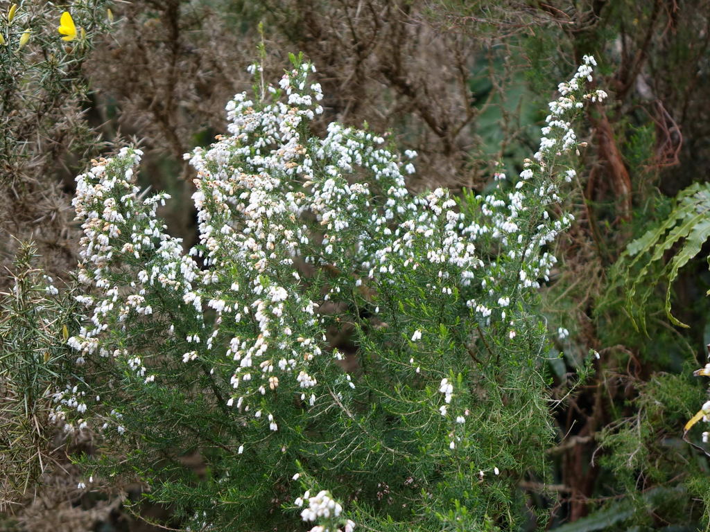 Erica lusitanica (Spanish heather), non-native California shrub