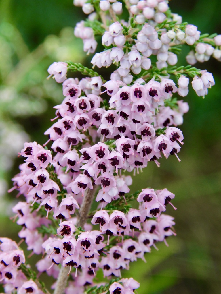 Erica sp. (Heath), non-native California shrub
