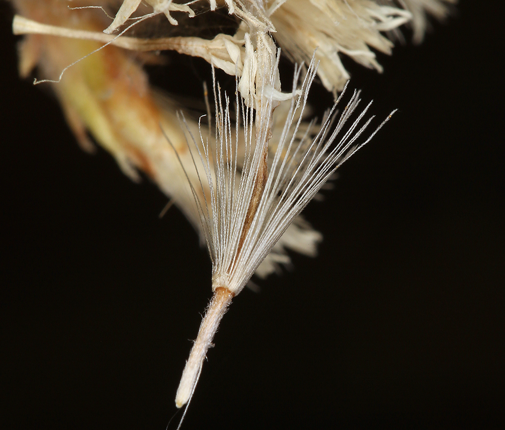 Ericameria albida (White-flowered rabbitbrush), native California shrub