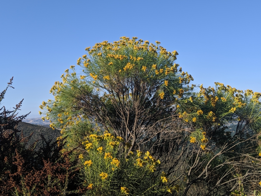 Ericameria arborescens (Golden-fleece), native California shrub