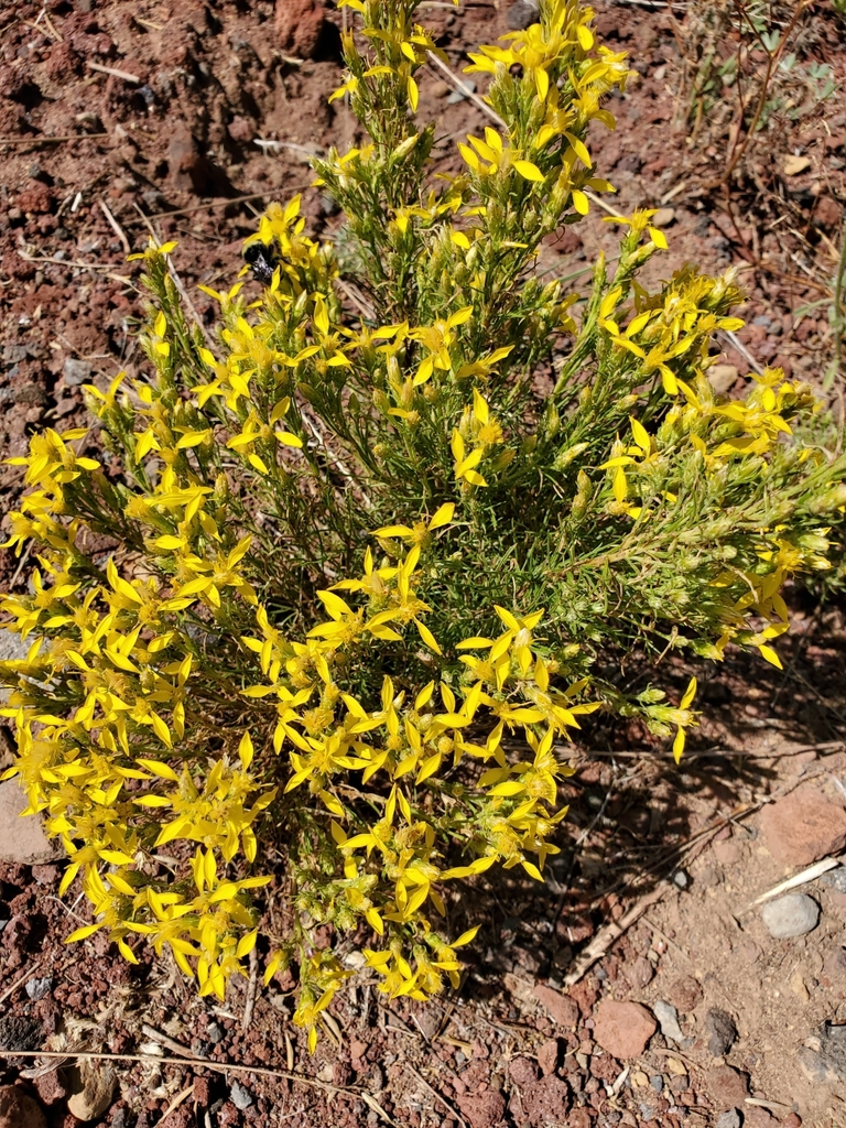 Ericameria bloomeri (Bloomer's goldenbush), native California shrub