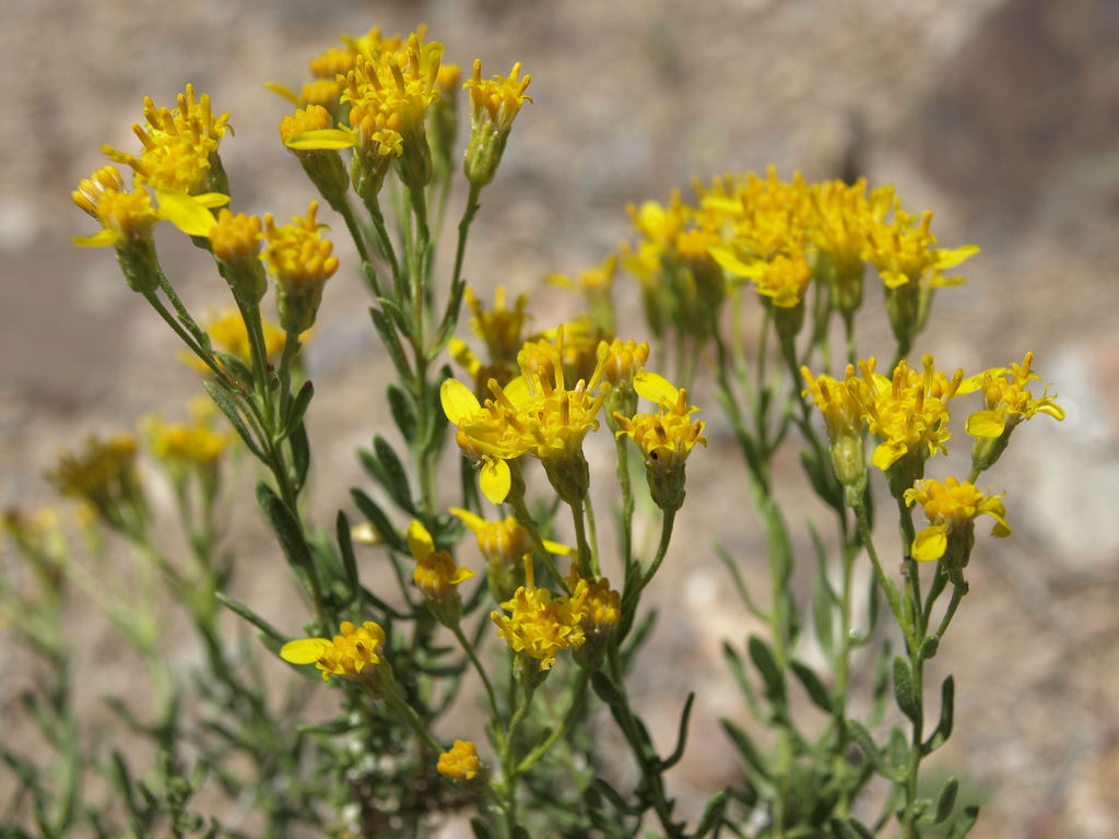 Ericameria cooperi var. cooperi (Cooper's goldenbush), native California shrub