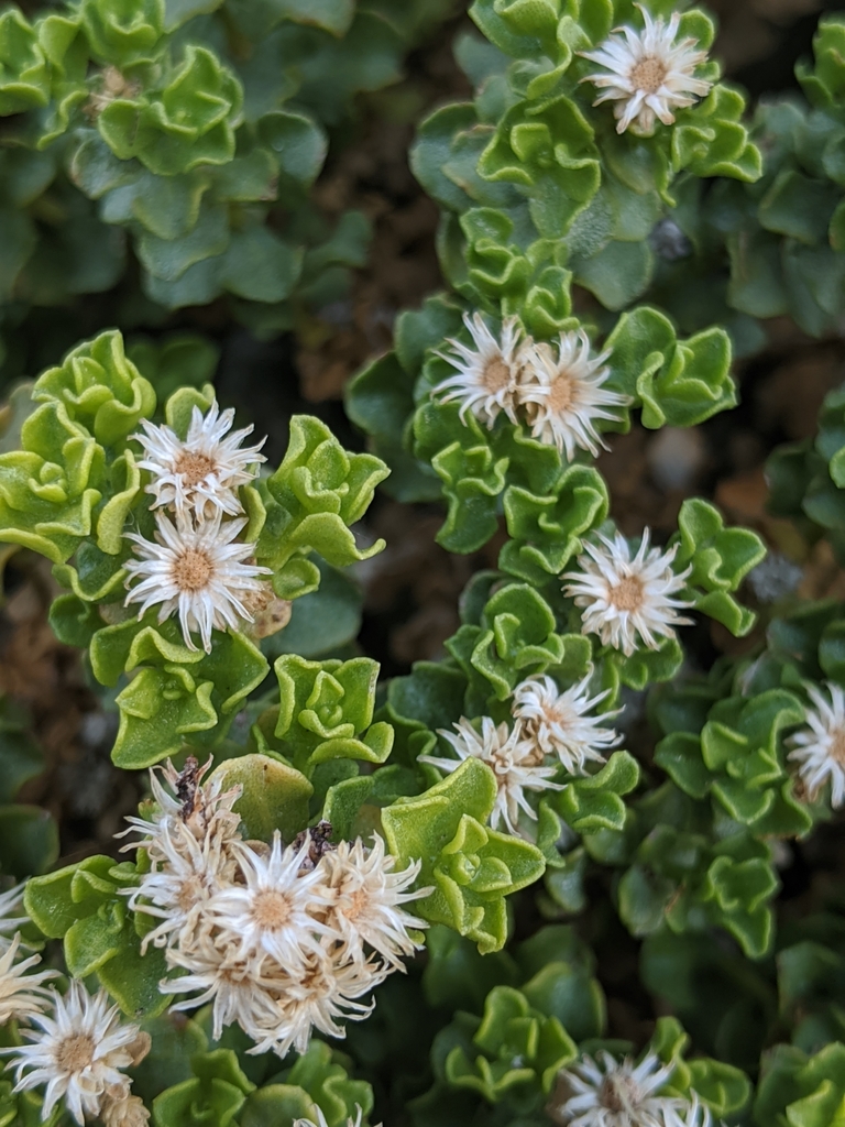 Ericameria cuneata var. cuneata (Cliff goldenbush), native California shrub