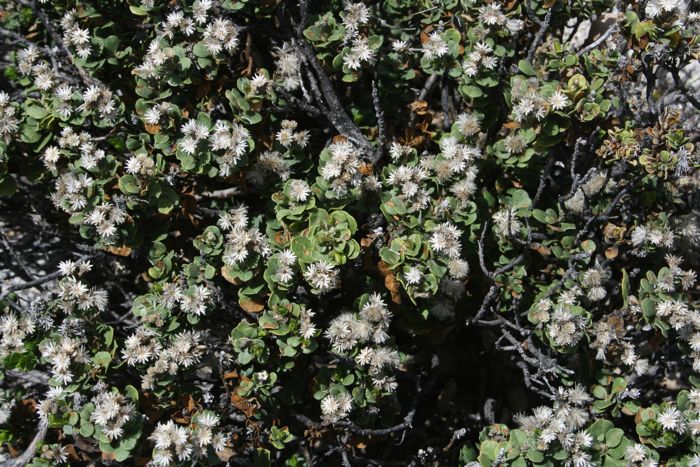 Ericameria cuneata var. spathulata (Cliff goldenbush), native California shrub