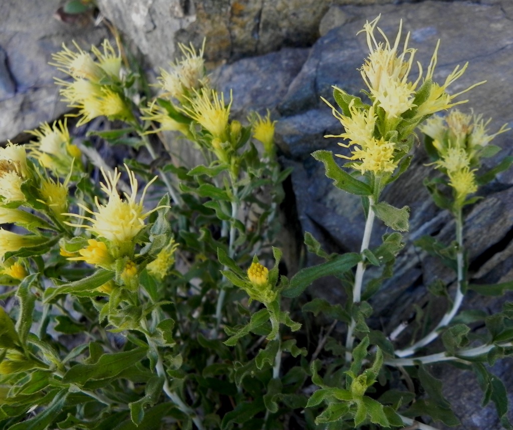 Ericameria discoidea (Whitestem goldenbush), native California shrub