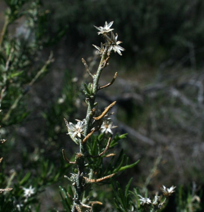 Ericameria ericoides (Mock heather), native California shrub
