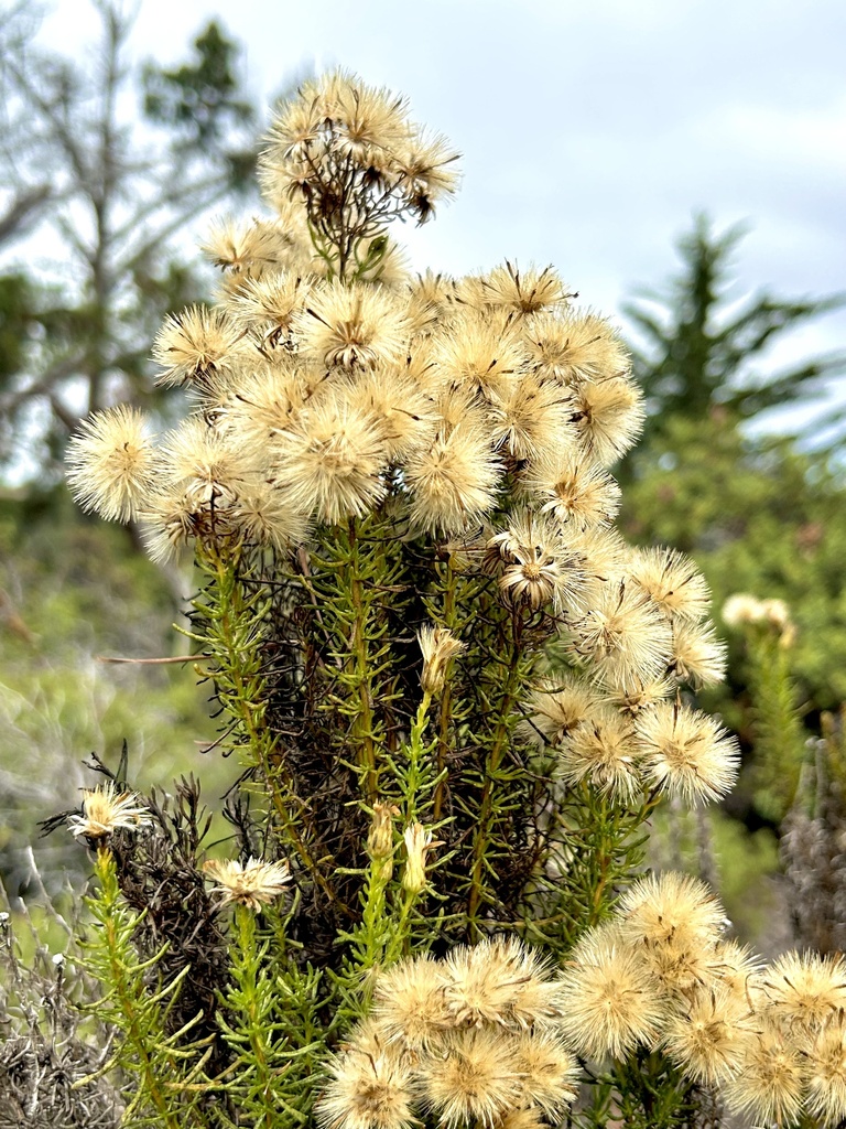 Ericameria fasciculata (Eastwood's goldenbush), native California shrub