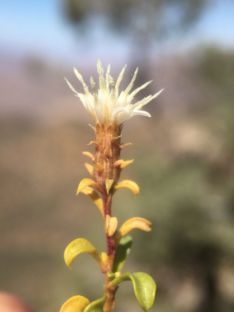 Ericameria gilmanii (Gilman's goldenbush), native California shrub