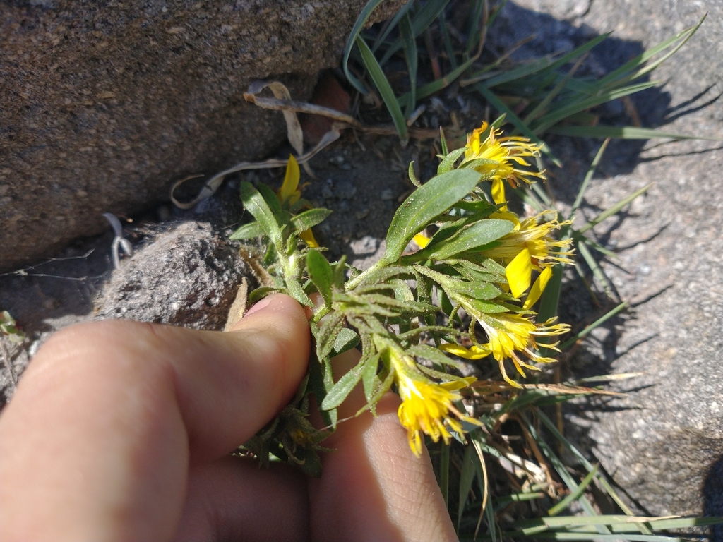 Ericameria greenei (Greene's goldenbush), native California shrub