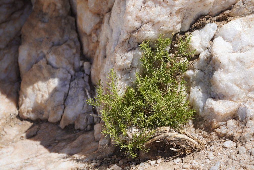 Ericameria laricifolia (Turpentine-brush), native California shrub