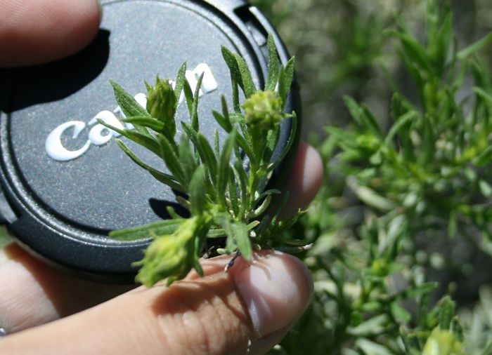 Ericameria linearifolia (Interior goldenbush), native California shrub