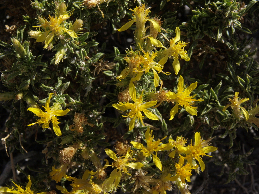 Ericameria nana (Dwarf goldenbush), native California shrub