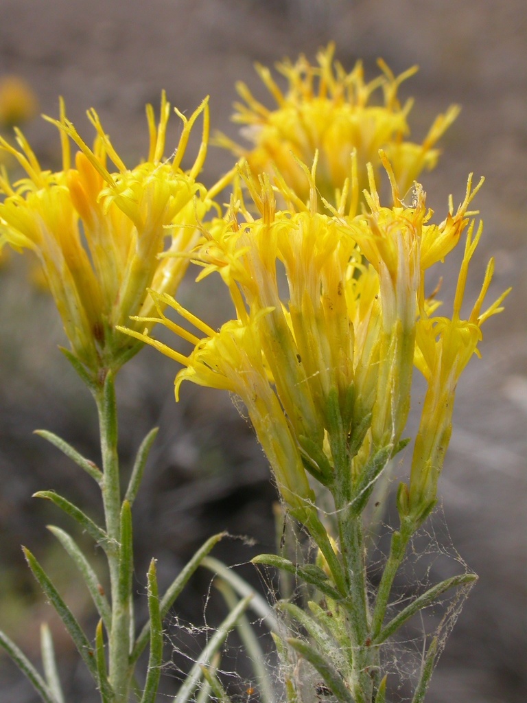 Ericameria nauseosa var. hololeuca (White rabbitbrush), native California shrub
