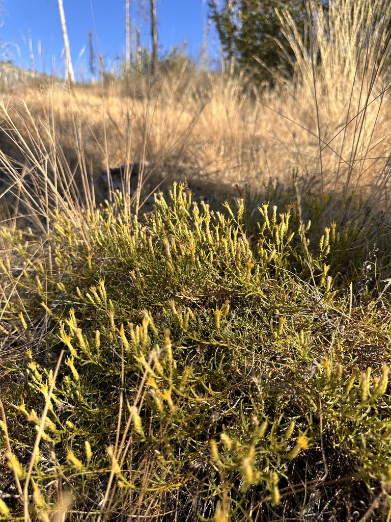 Ericameria ophitidis (Serpentine goldenbush), native California shrub