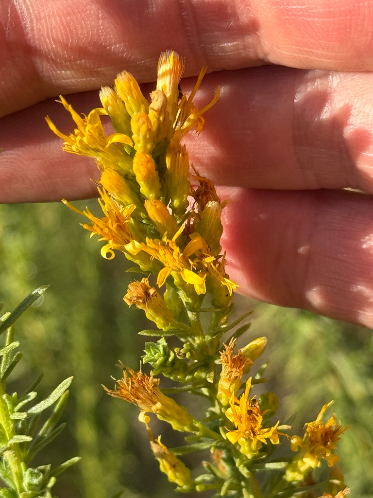 Ericameria palmeri (Palmer goldenweed), native California shrub