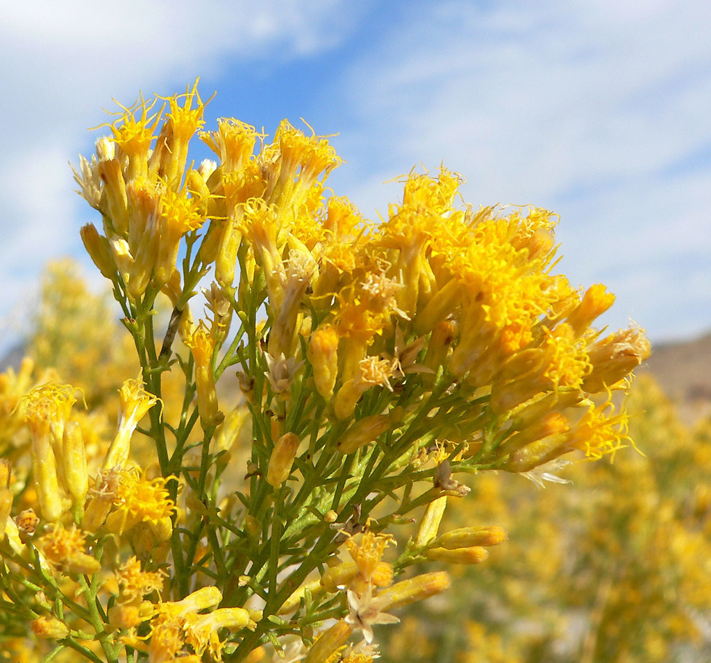 Ericameria paniculata (Black-banded rabbitbrush), native California shrub